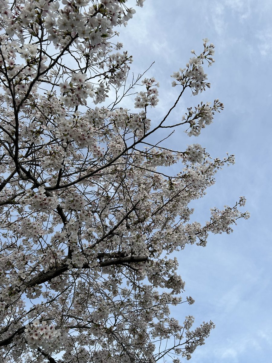 小桃すい tweet media