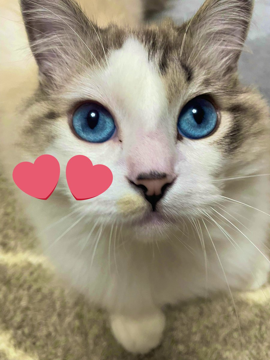 みやまゆ to きなこもち tweet media