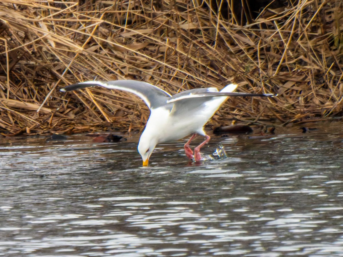 すばる tweet media