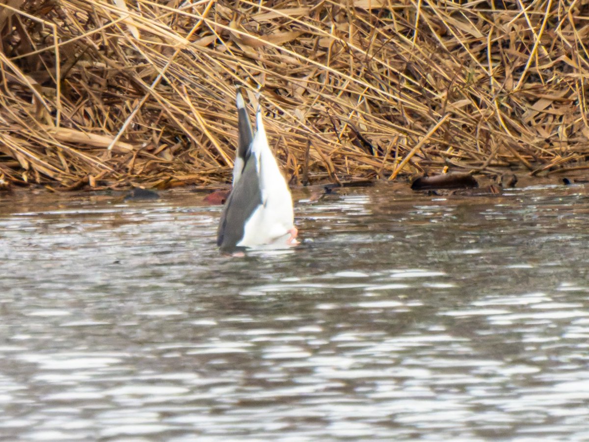 すばる tweet media