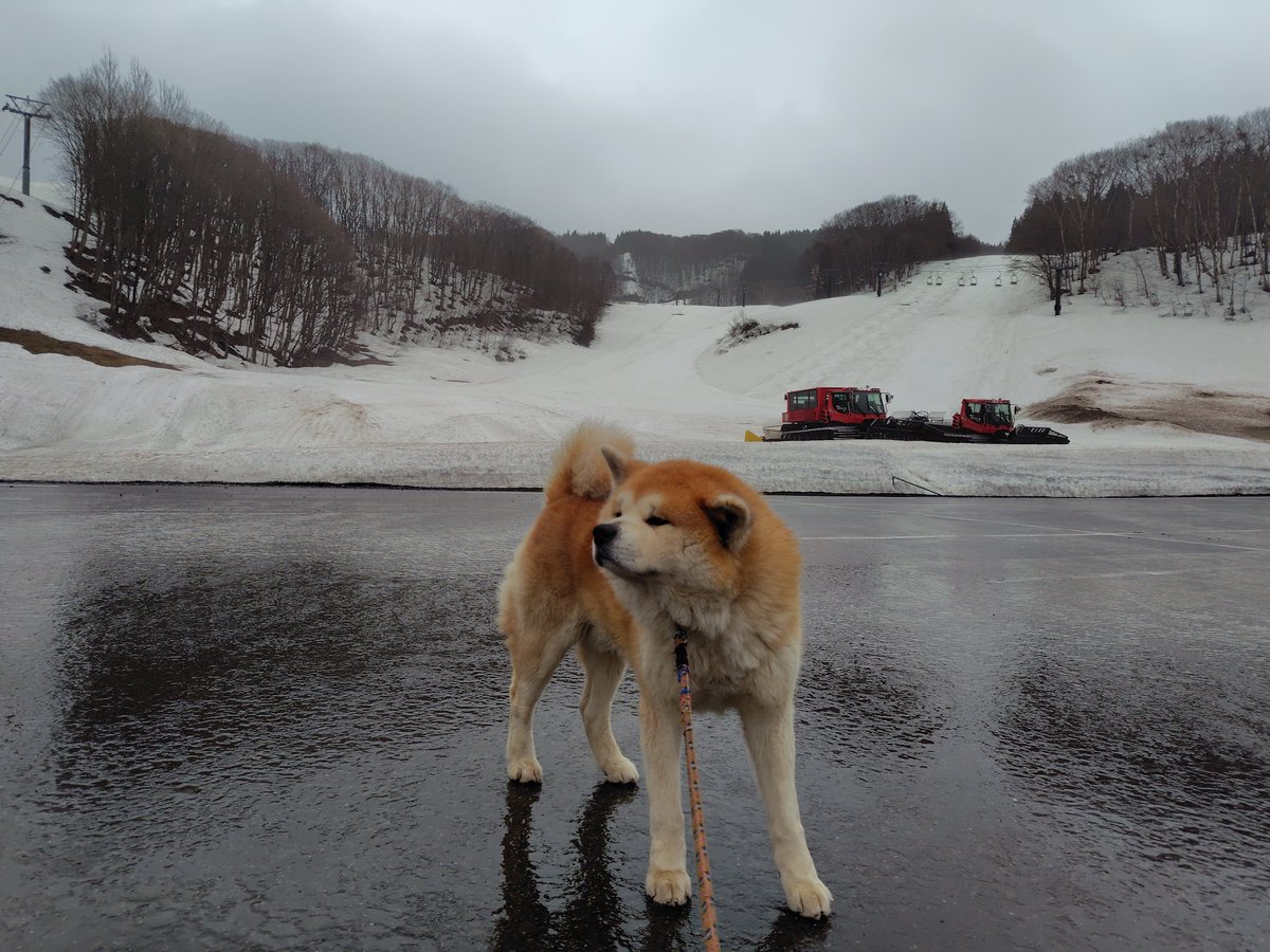 おはようございます。今朝の森吉山は小雨、気温7℃風速8m視界150mづです。天気は回復する予報です! #森吉山 #北秋田 #秋田犬