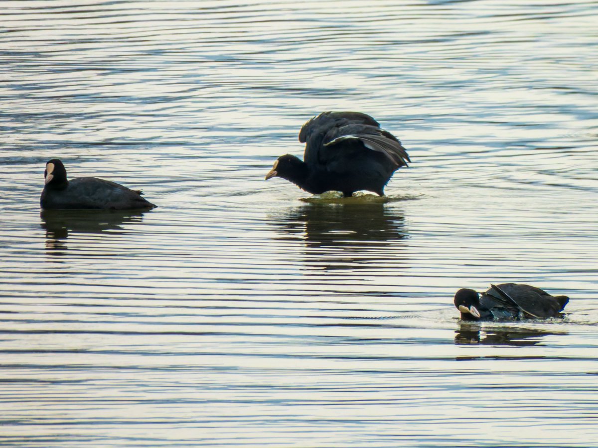 すばる tweet media