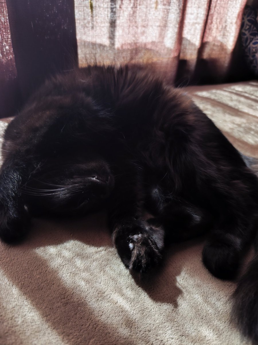 🐾 ShiroAIVT 🦊 tweet media