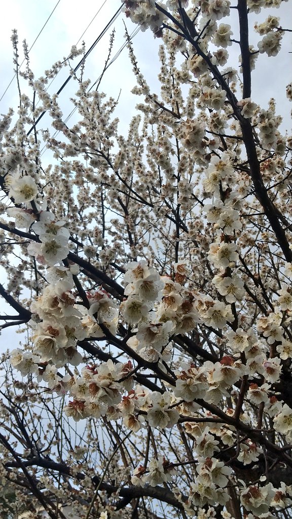 ココ&こじろー tweet media