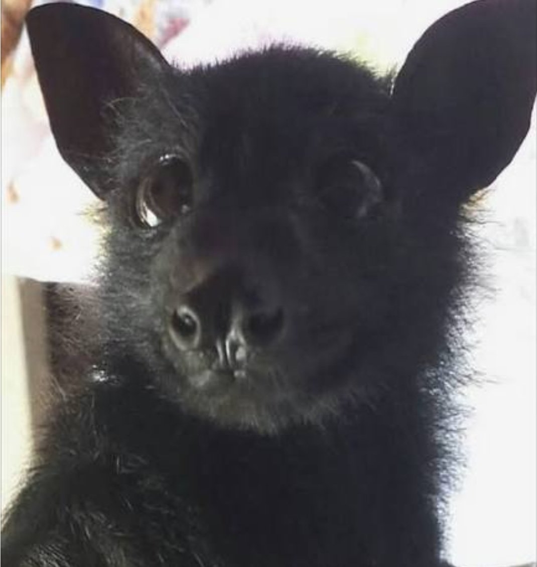 ︎ ︎ ︎ ︎𝘽𝙇𝘼𝘿𝙀. tweet media