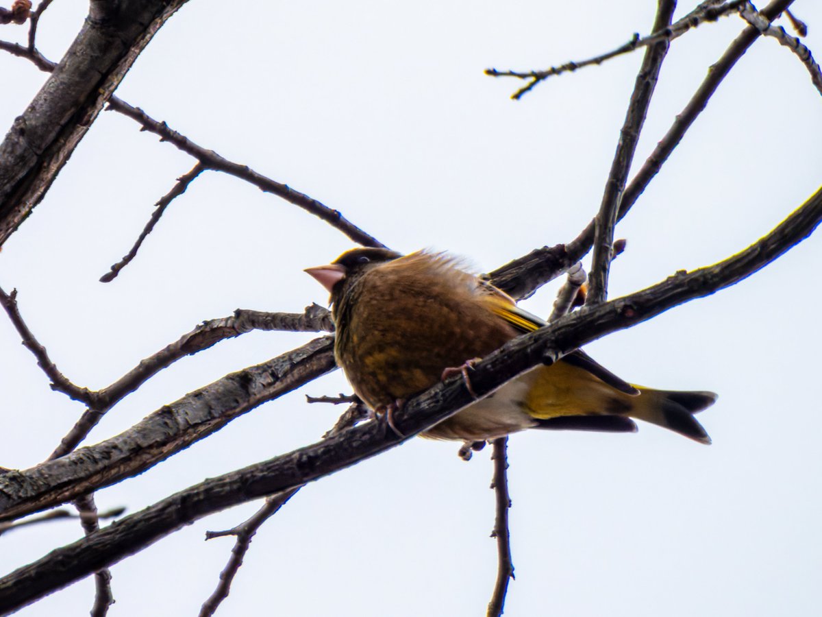 すばる tweet media