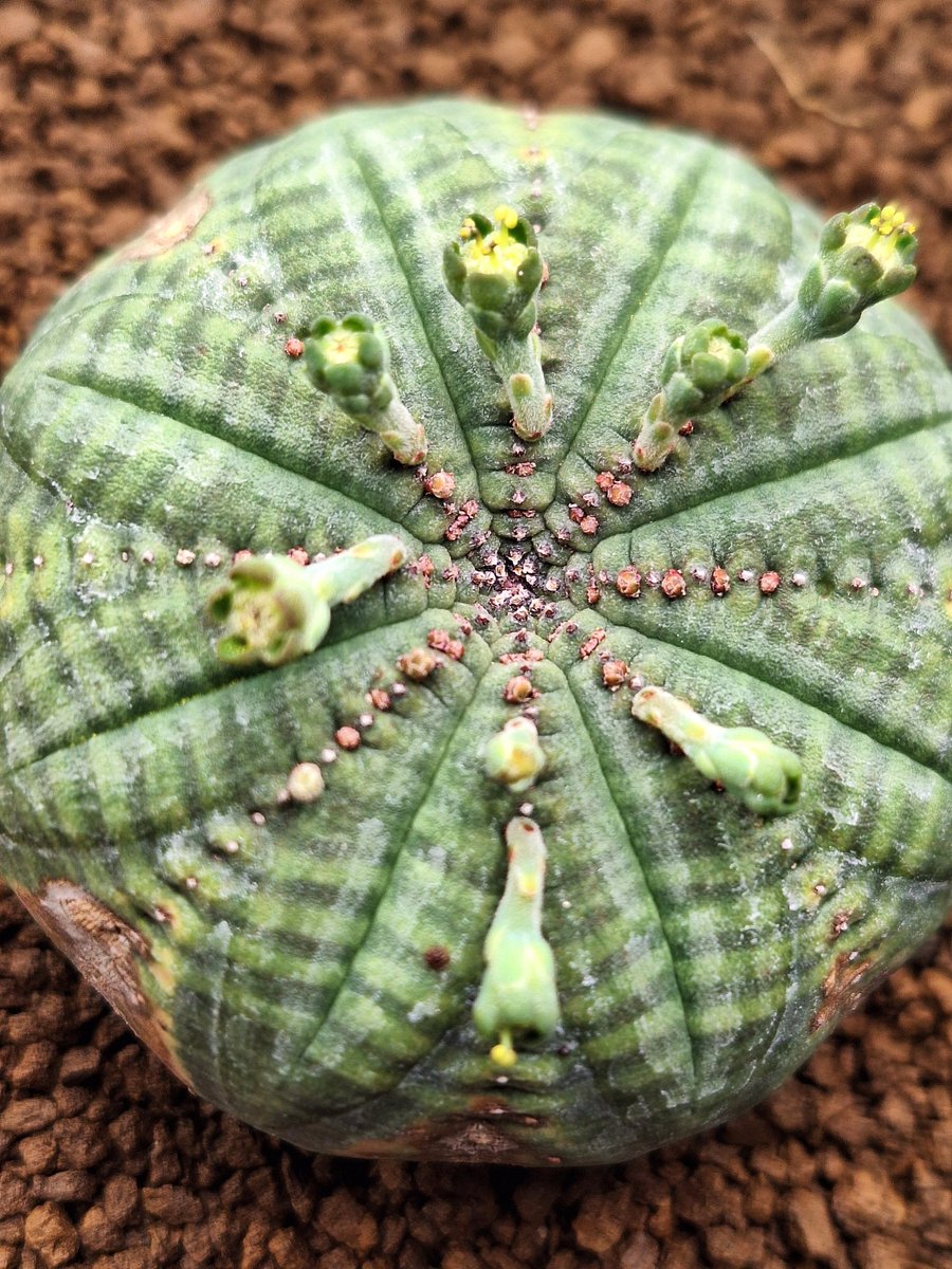 たかし tweet media