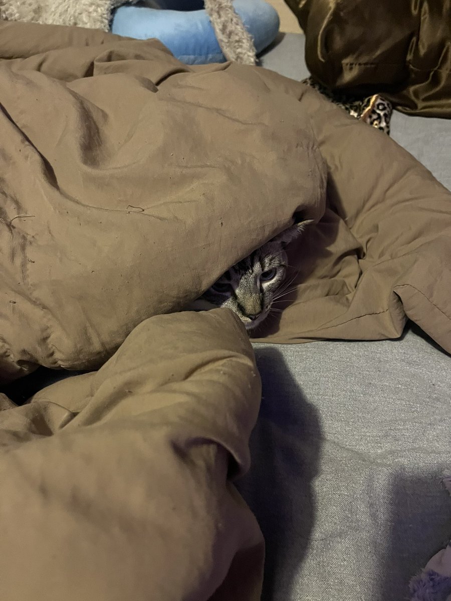 bella ꩜ .ᐟ tweet media