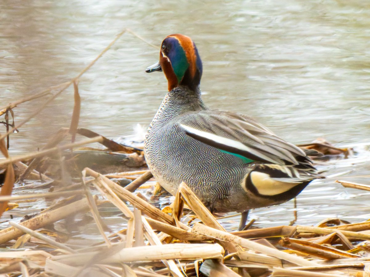 すばる tweet media