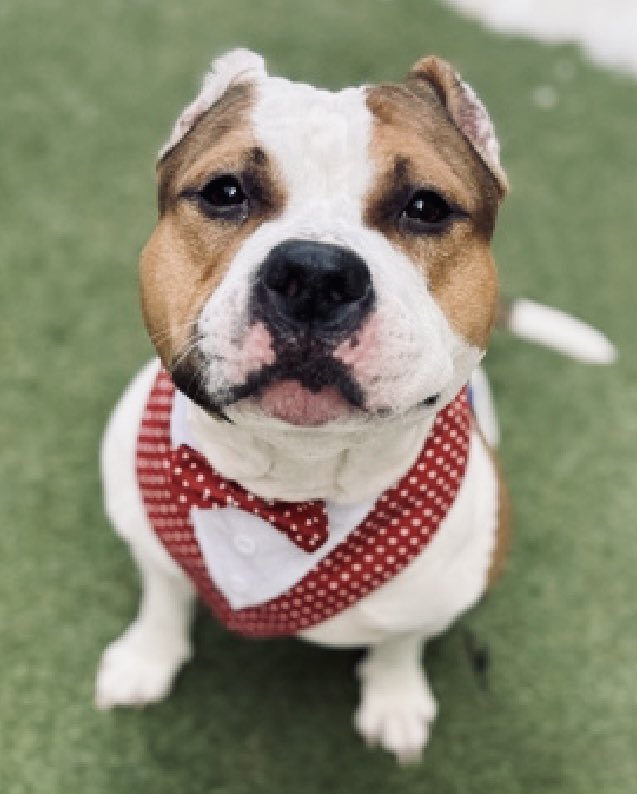 Moishe's Mom tweet media