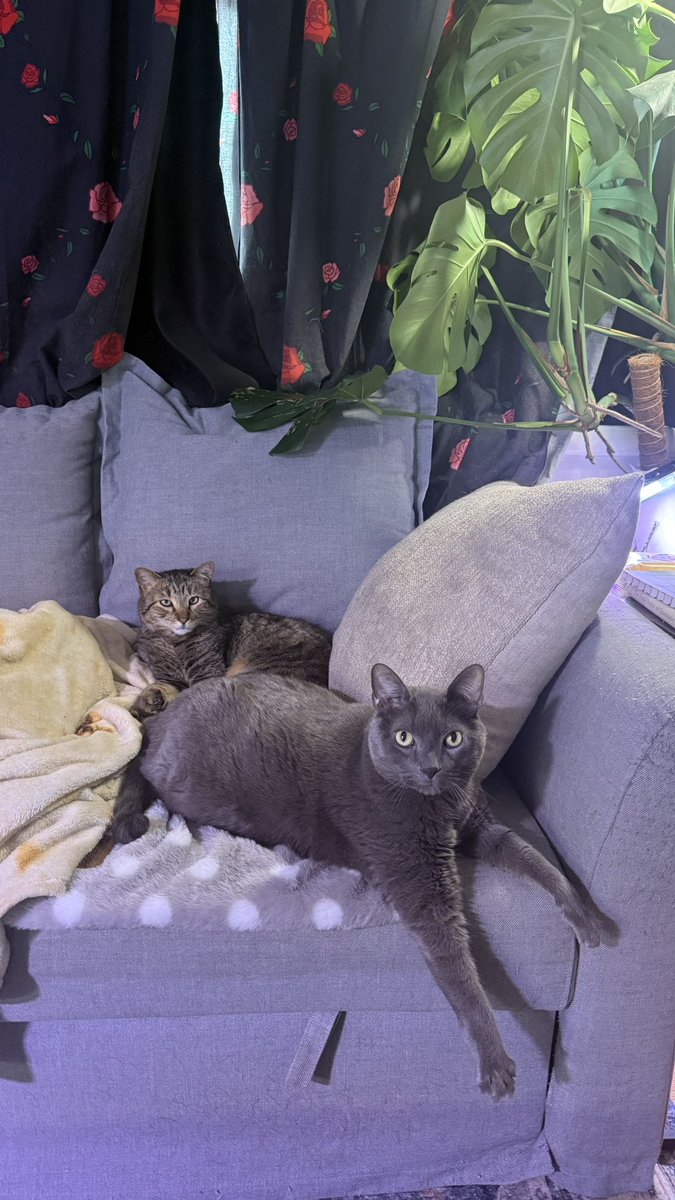 ςιαrε tweet media