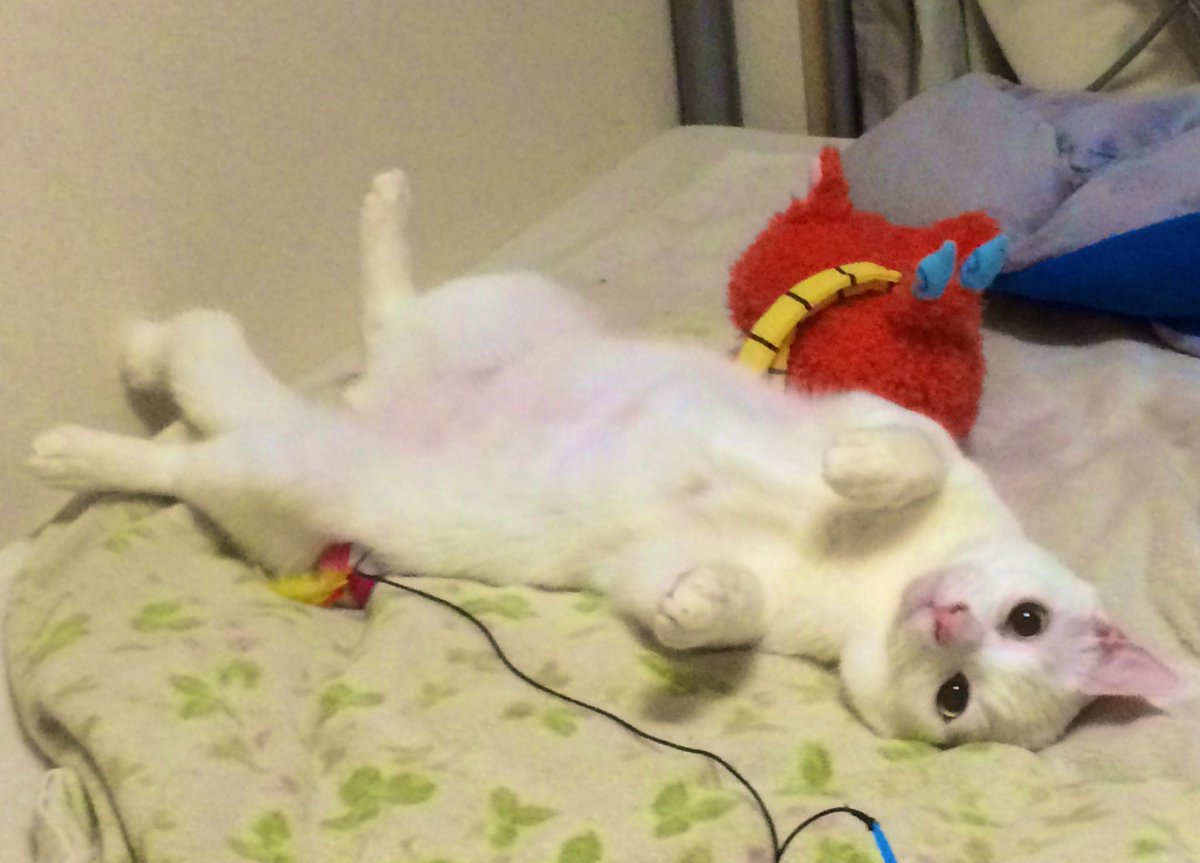 ねこかます tweet media