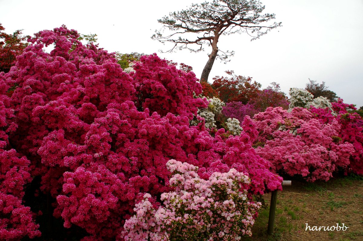 haruobb＠Photos tweet media