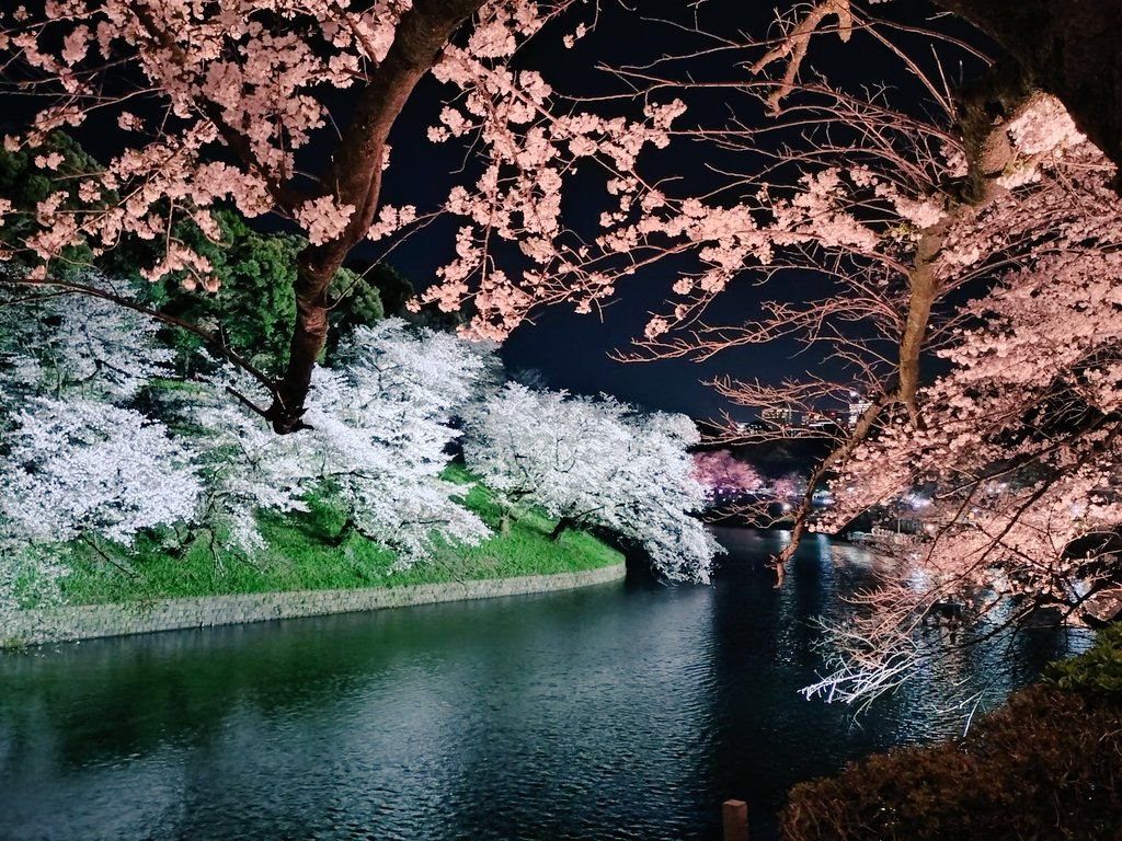 anzunago3's tweet photo. おはようございます

千鳥ヶ淵の夜桜を見に行ってきました
ライトアップされた桜が綺麗で癒されました

#桜 #夜桜 #千鳥ヶ淵 https://t.co/IITy8jqVEO