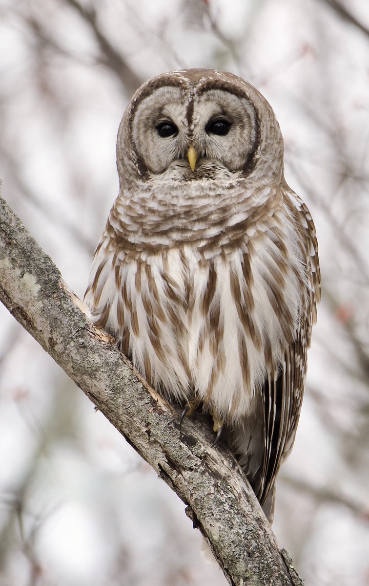 RoppityPhotos's tweet image. Harry this morning.  (Wide awake)
Harry this afternoon.  (Snoozing)
#Harry #BarredOwl #Owls #Wildlife #WildlifePhotography #Birds #BirdPhotography