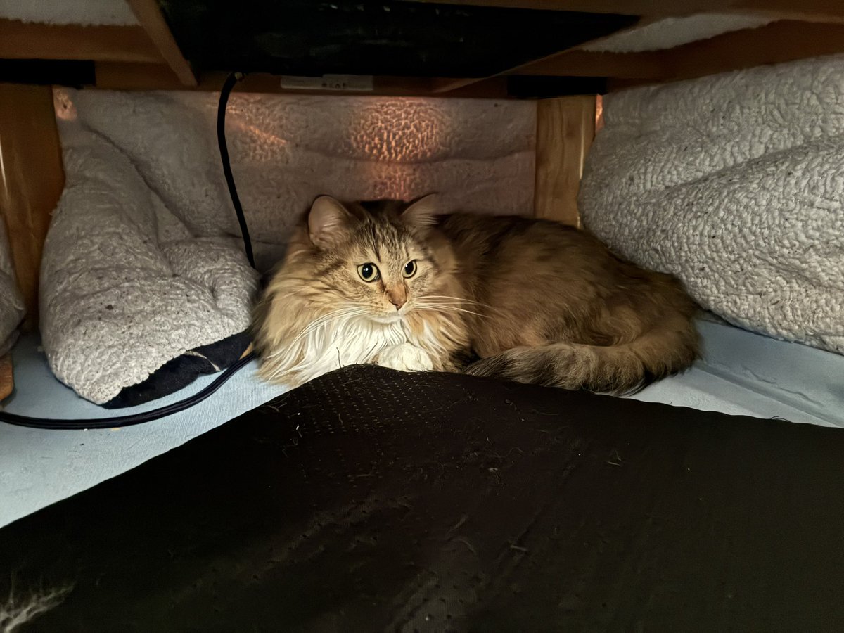 猫のノチェロ tweet media