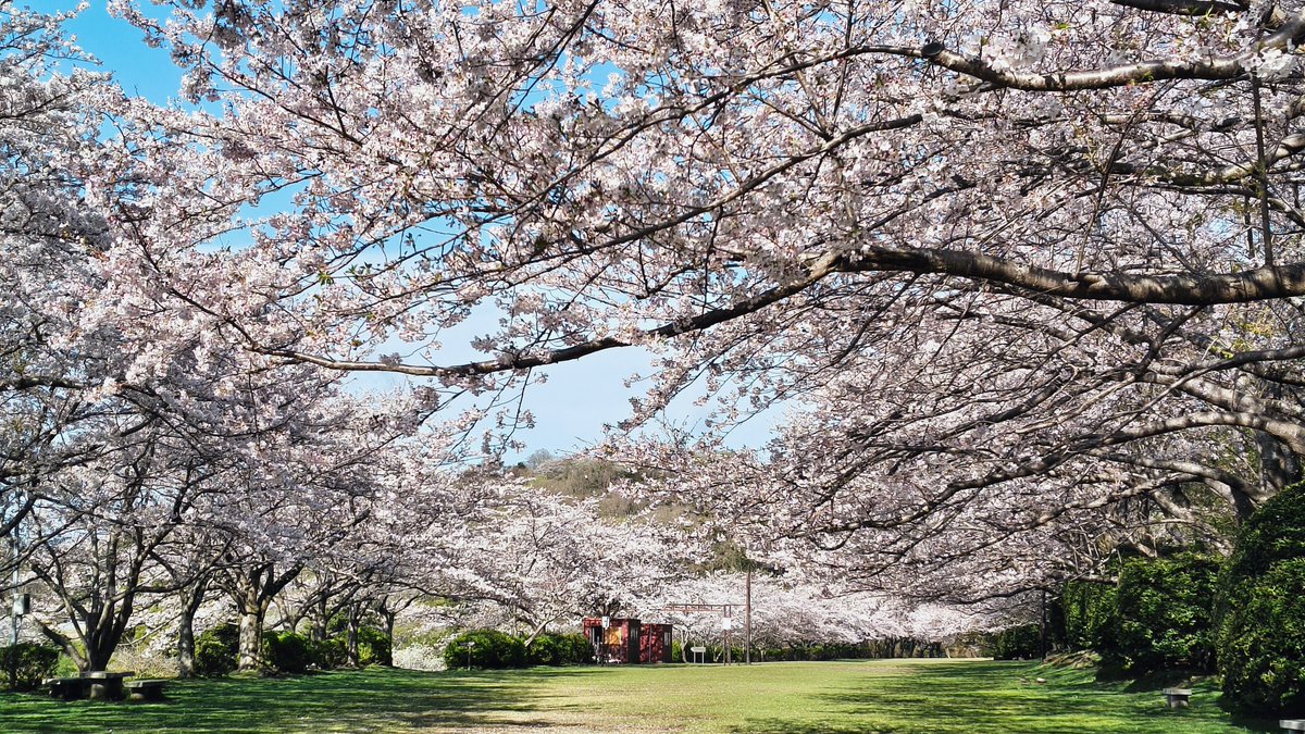 パノ（東屋） tweet media