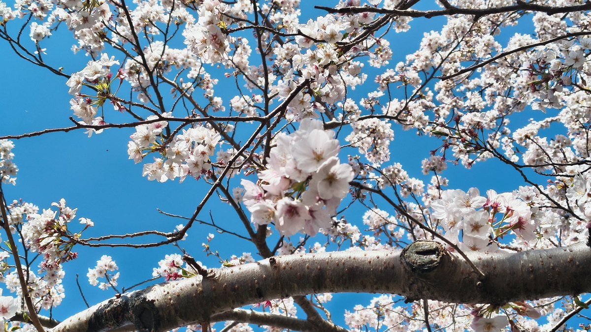 パノ（東屋） tweet media