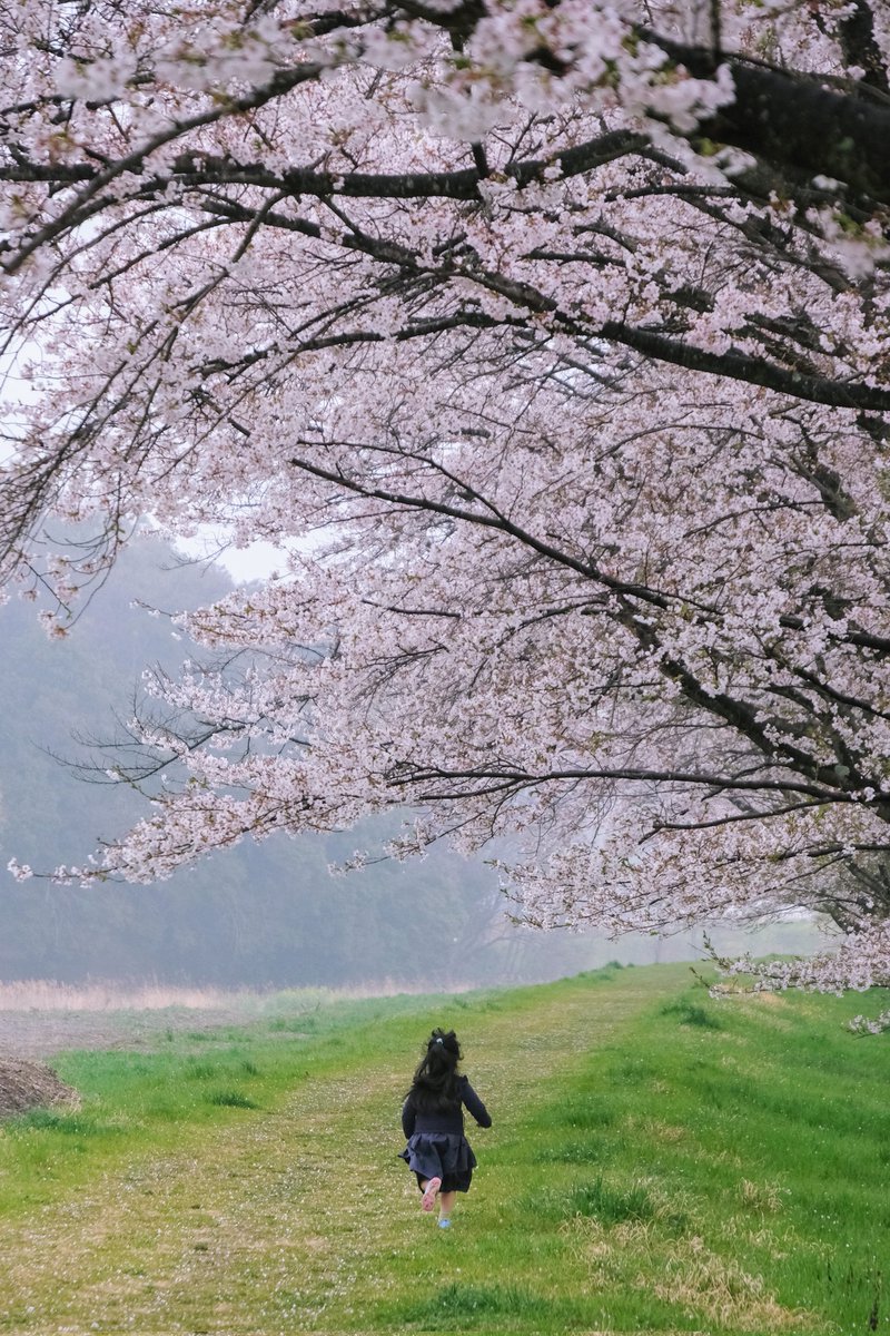 あさかみやび tweet media