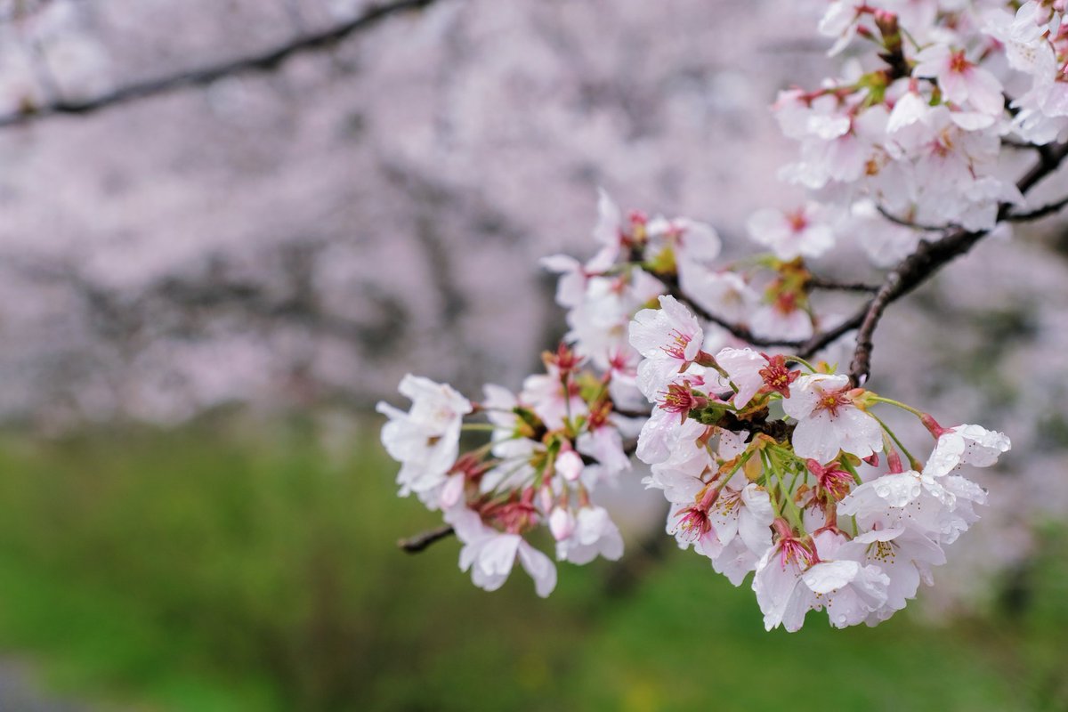 あさかみやび tweet media