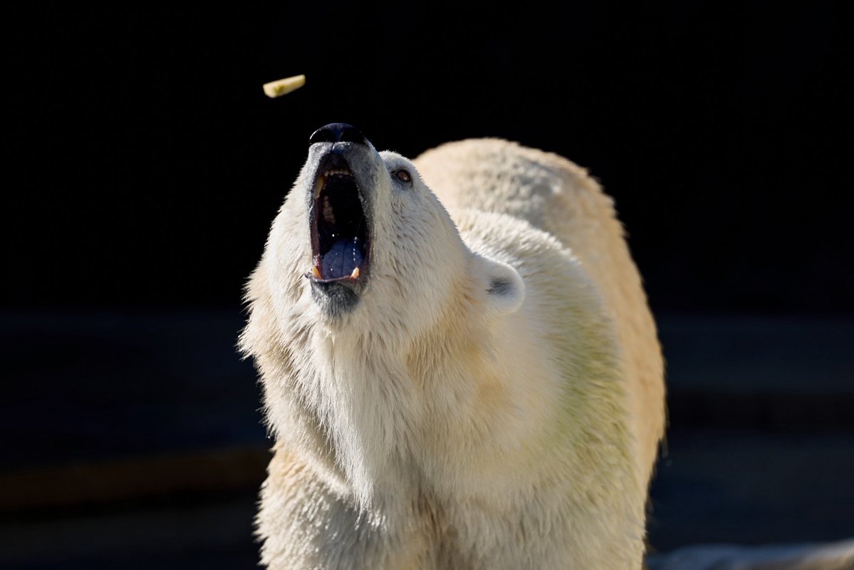 JIN SHINJIRO KAMINAGA tweet media