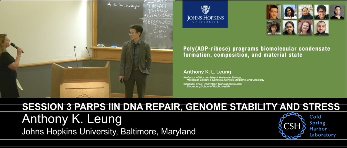 LeungLab's tweet photo. PARPs never fail to surprise.

Back @CSHL — I kicked off a session on PARP stress responses, chaired a structural biology session, and joined a panel on PARP technologies.

What’s striking right now: ADP-ribosylation spans both proteins and nucleic acids https://t.co/TnFsAuHFTl