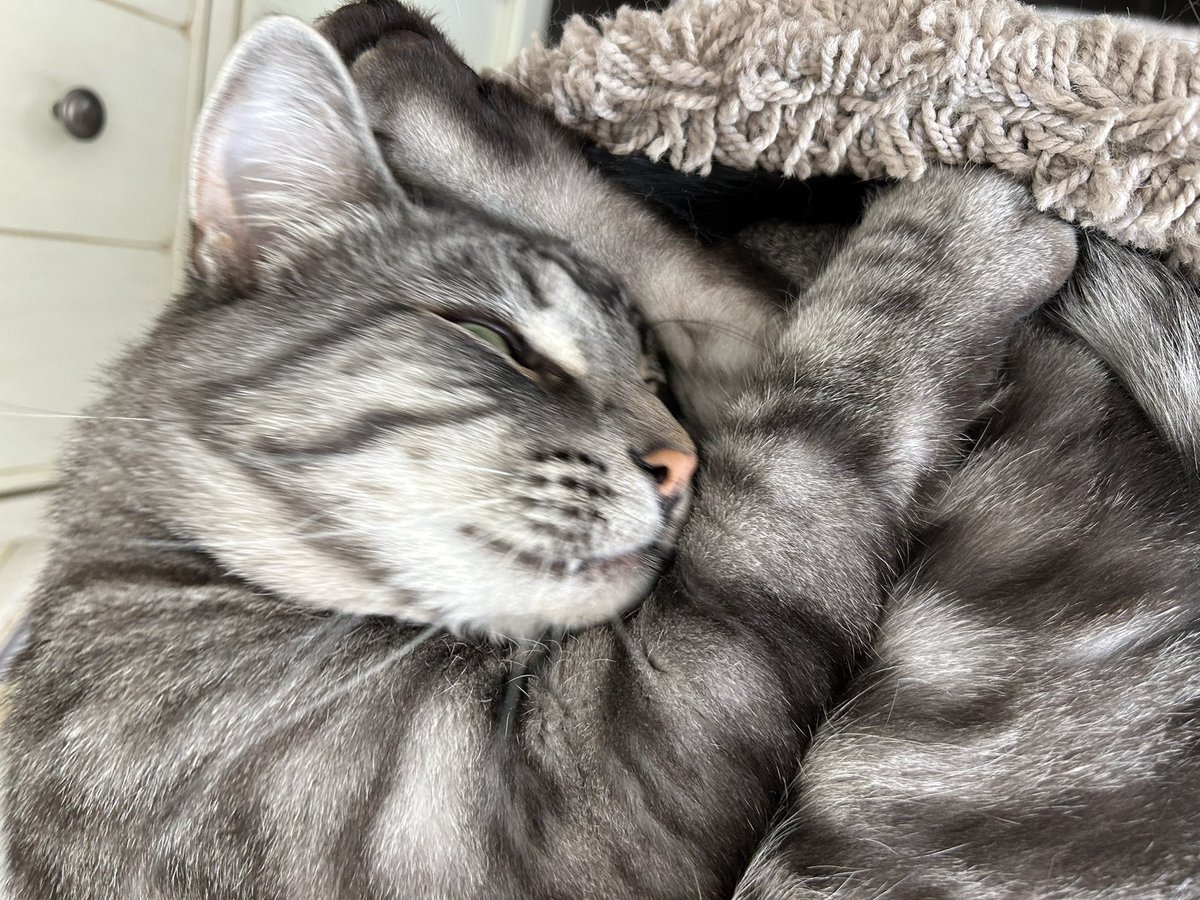 Shamrock93's tweet image. Muffin &amp;amp; Baloo 💤 🐾#SleepyCats #Caturday