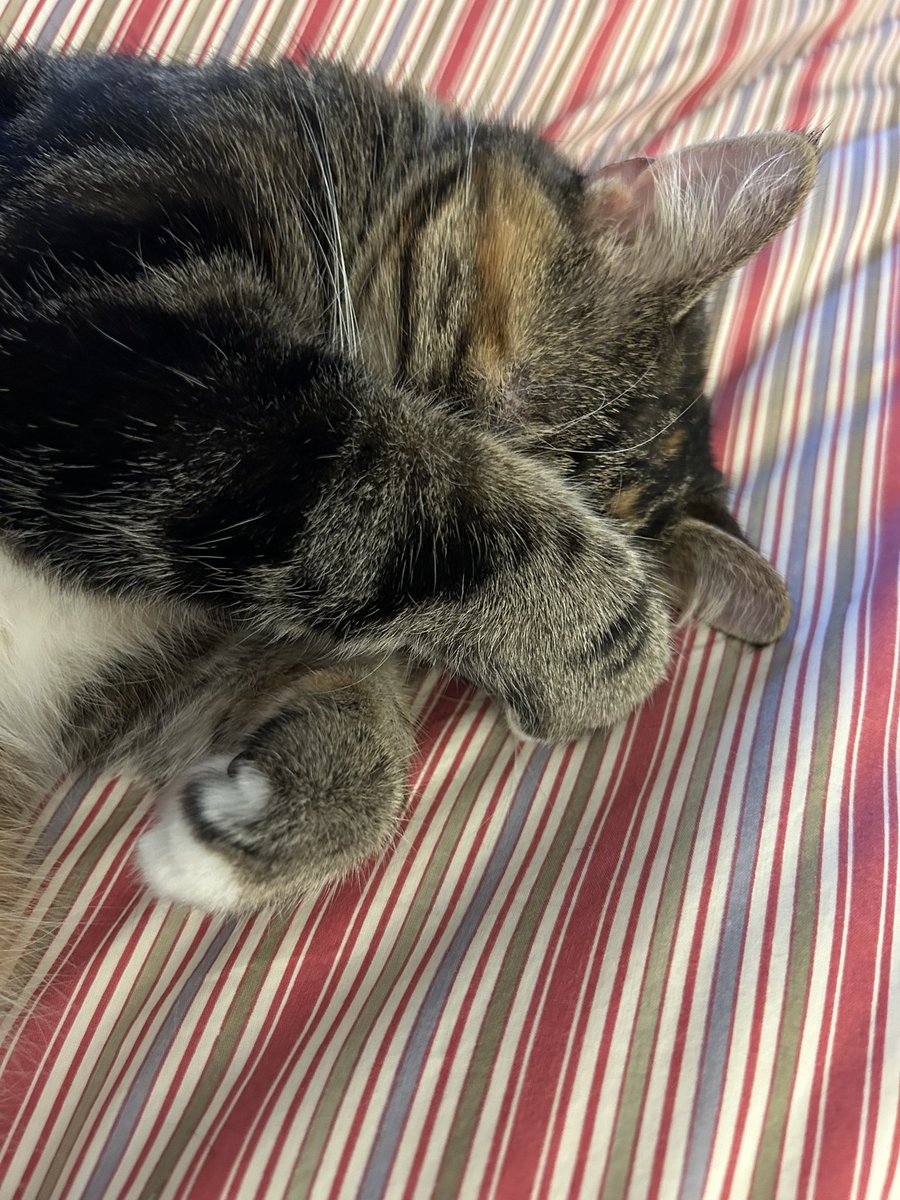 Shamrock93's tweet image. Muffin &amp;amp; Baloo 💤 🐾#SleepyCats #Caturday