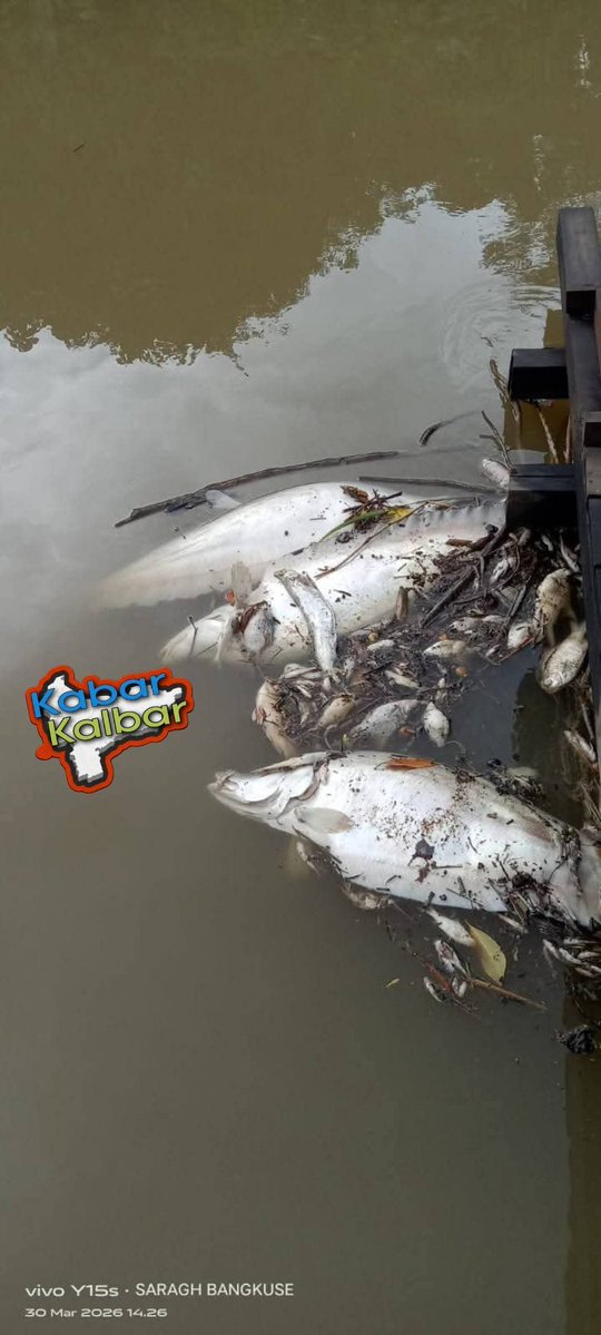 DARA GADIS BORNEO tweet media