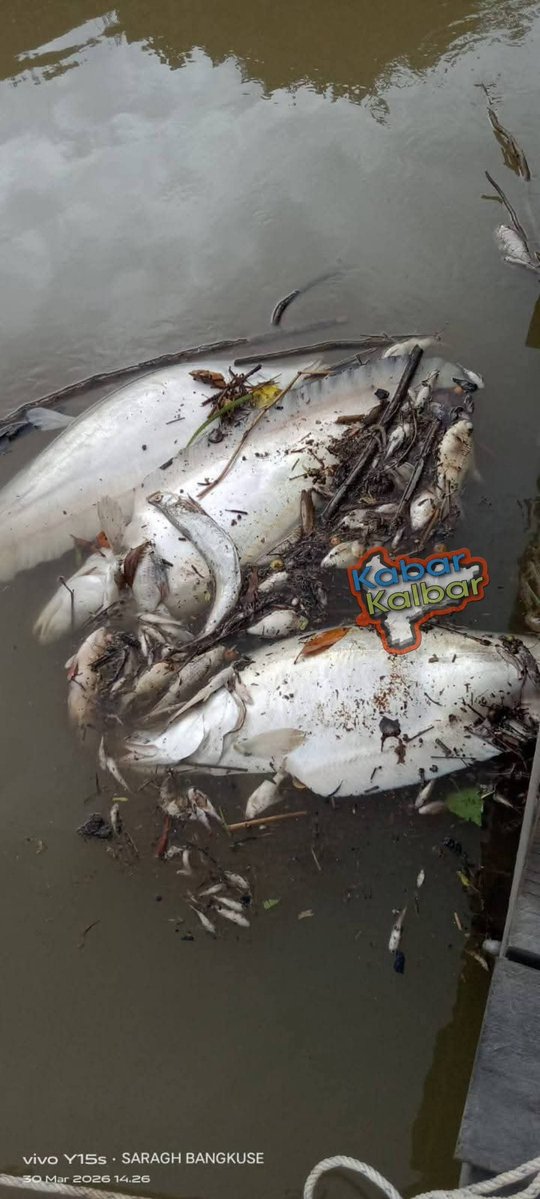 DARA GADIS BORNEO tweet media