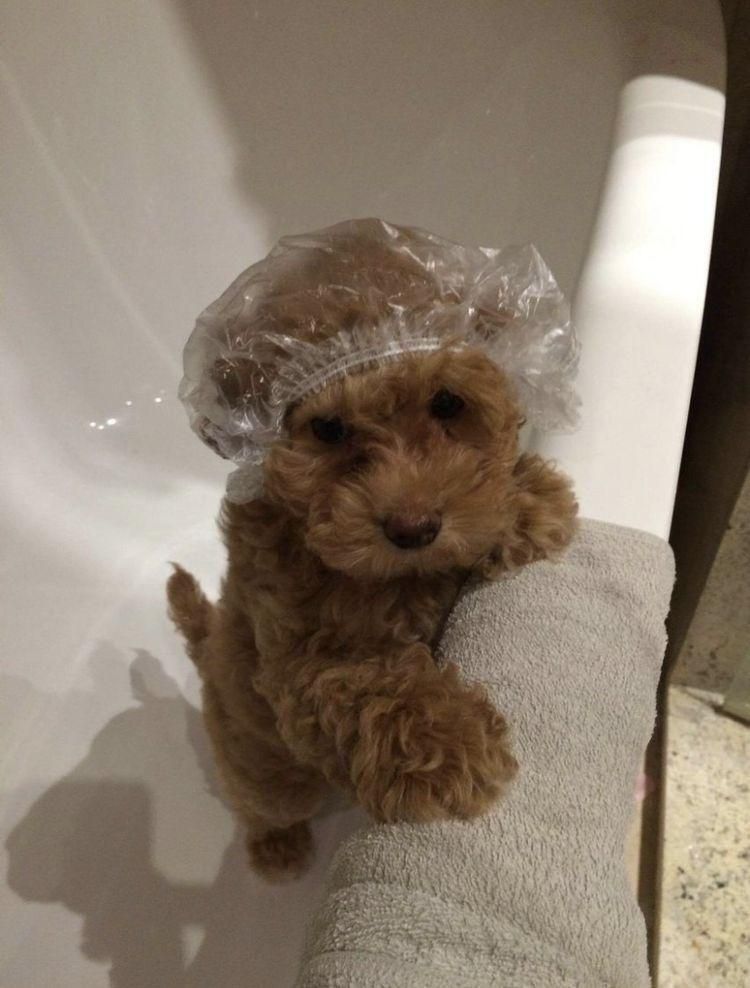 everything dogs 🐶 tweet media