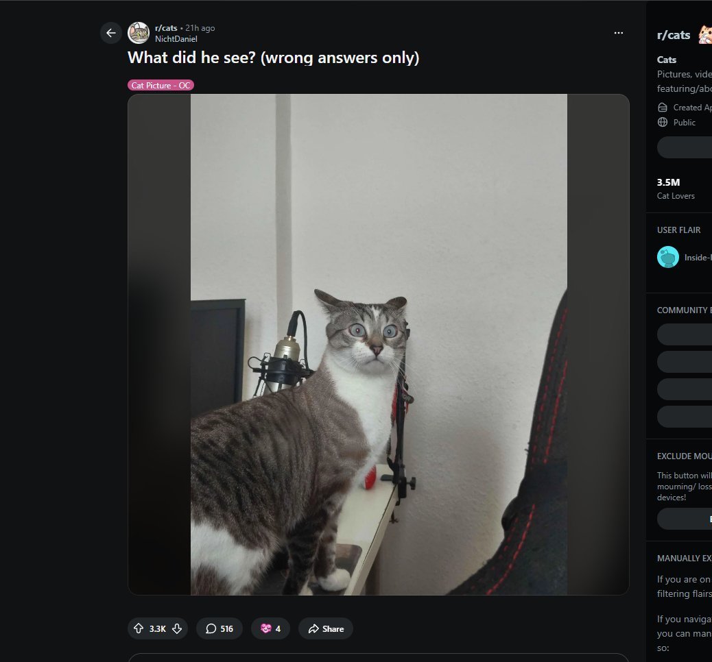 presticlesss's tweet photo. This Cat on reddit is going insanely viral  

In 21h this post has almost 4k upvotes and everyone is memeing him in comments bc of his stare    

This Stare Cat looks exactly like the original stare meme   

Market has been rough past week so i guess we all have this trench stare rn

https://t.co/zsBpY29no6