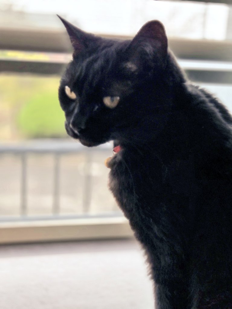 (新)🐈‍⬛an.🐈‍⬛az.🌈🐈yomo.🐕shell.🐕kin tweet media