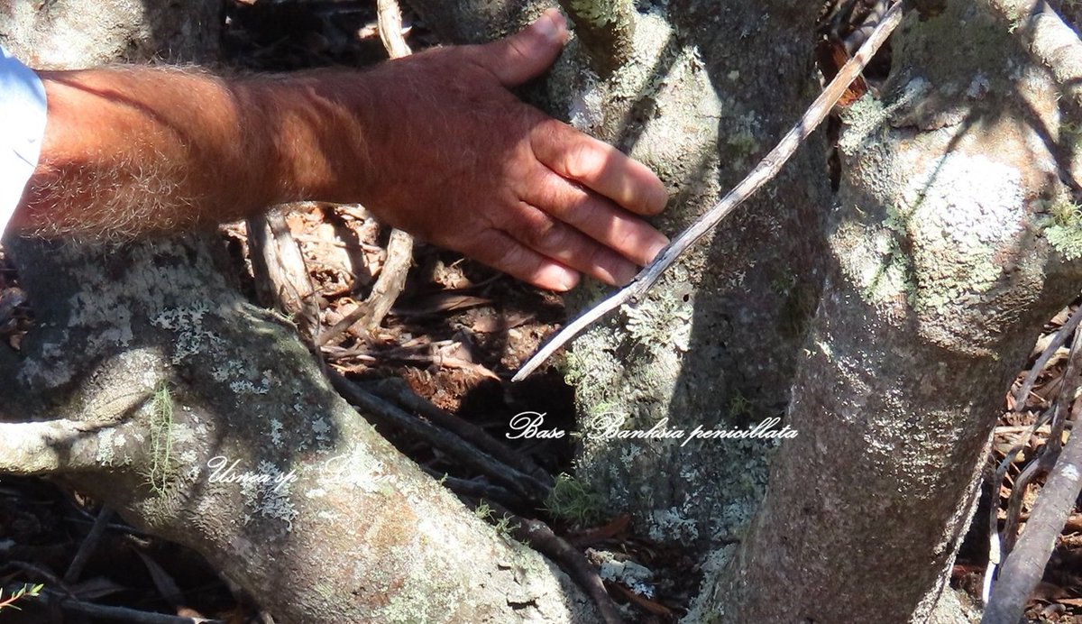 Lithgow Environment tweet media