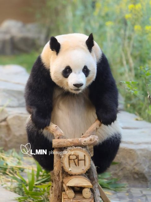 내 동생 당근 뺐은 놈 잡으러 갑니다

#루이바오 #Ruibao