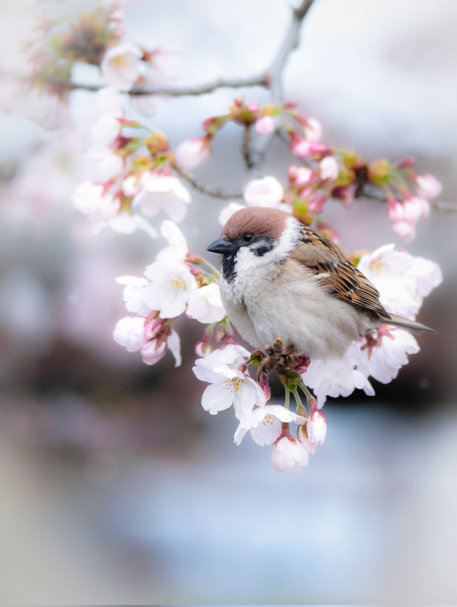 222turquoise's tweet photo. おはﾁｭﾝです♡

  桜のリース
🌸🌸   🌸🌸
   🌸 🐤 🌸
         🌸
#スズメ #とりかわいいね 
#ソメイヨシノ https://t.co/VRNaEAppXY