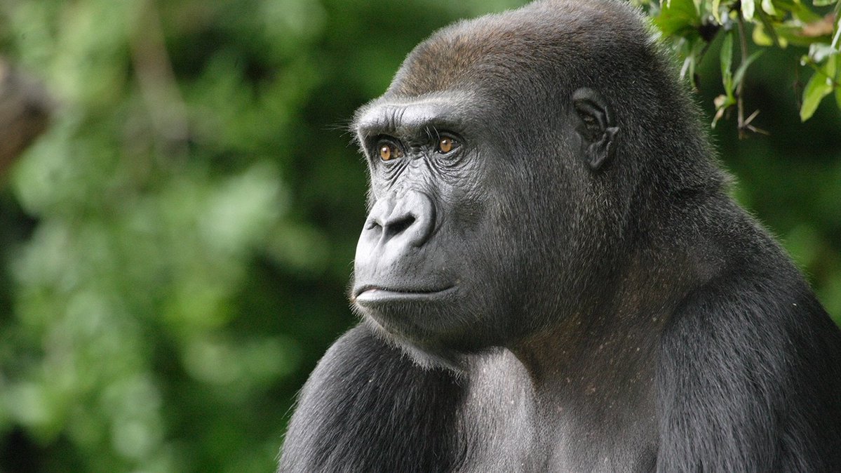 gomis 30 cm ofsayt tweet media