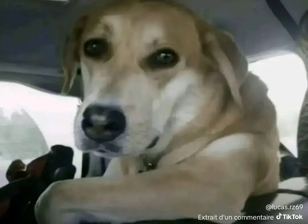 Erwan 🇨🇩🇬🇫 tweet media