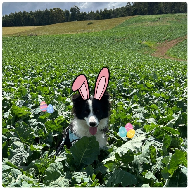 DLFSeedsAU's tweet photo. Happy Easter! Wishing you egg-stra growth this season! 🌱🐰 https://t.co/xuJUv4cdjD