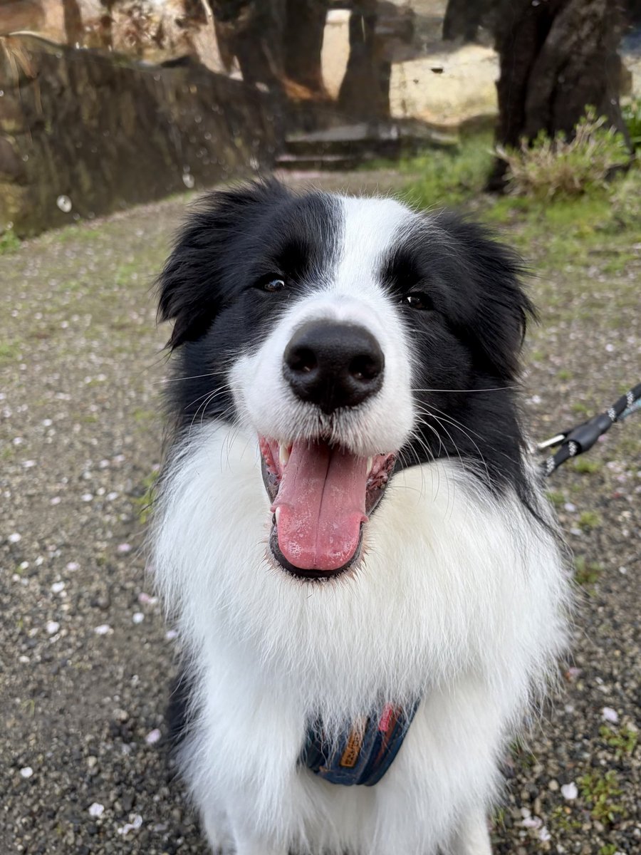 ボーダーコリーのセン tweet media