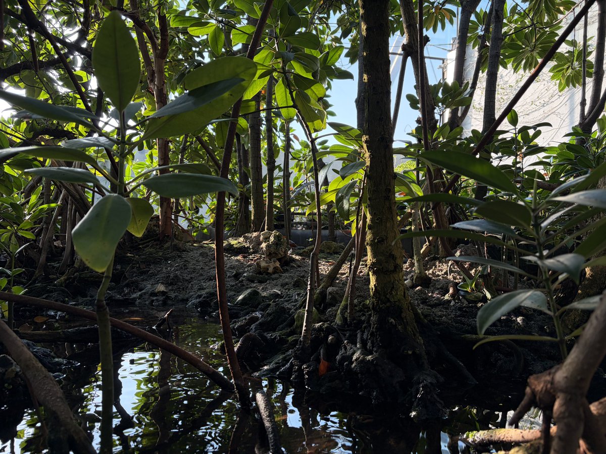 ままつこ tweet media