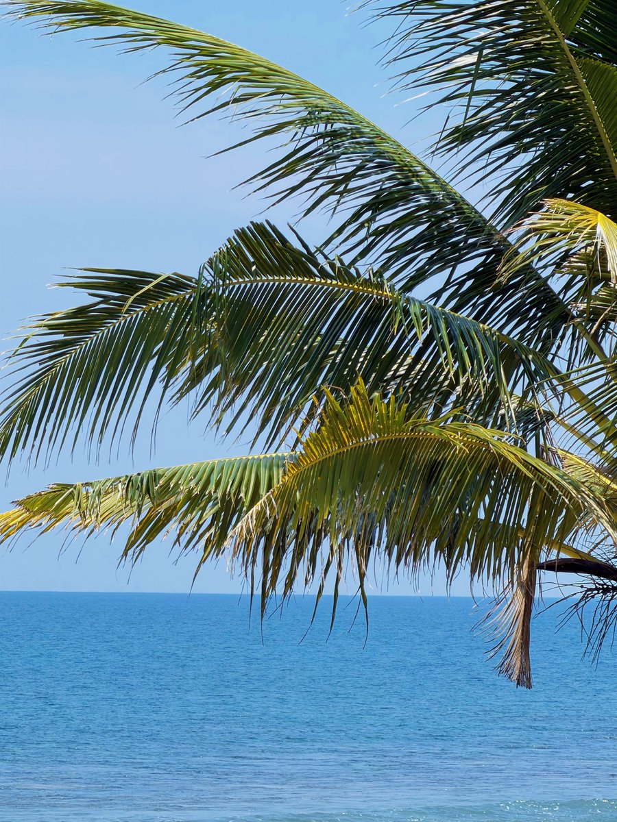 teapertwo's tweet photo. 🏝️🥥 https://t.co/y1kPLBKkkp