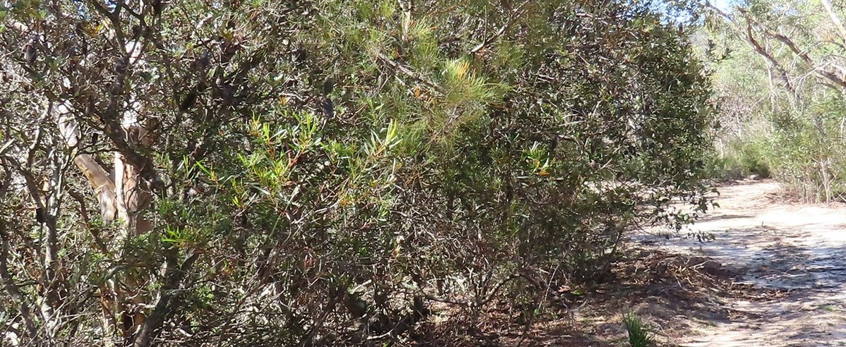 Lithgow Environment tweet media