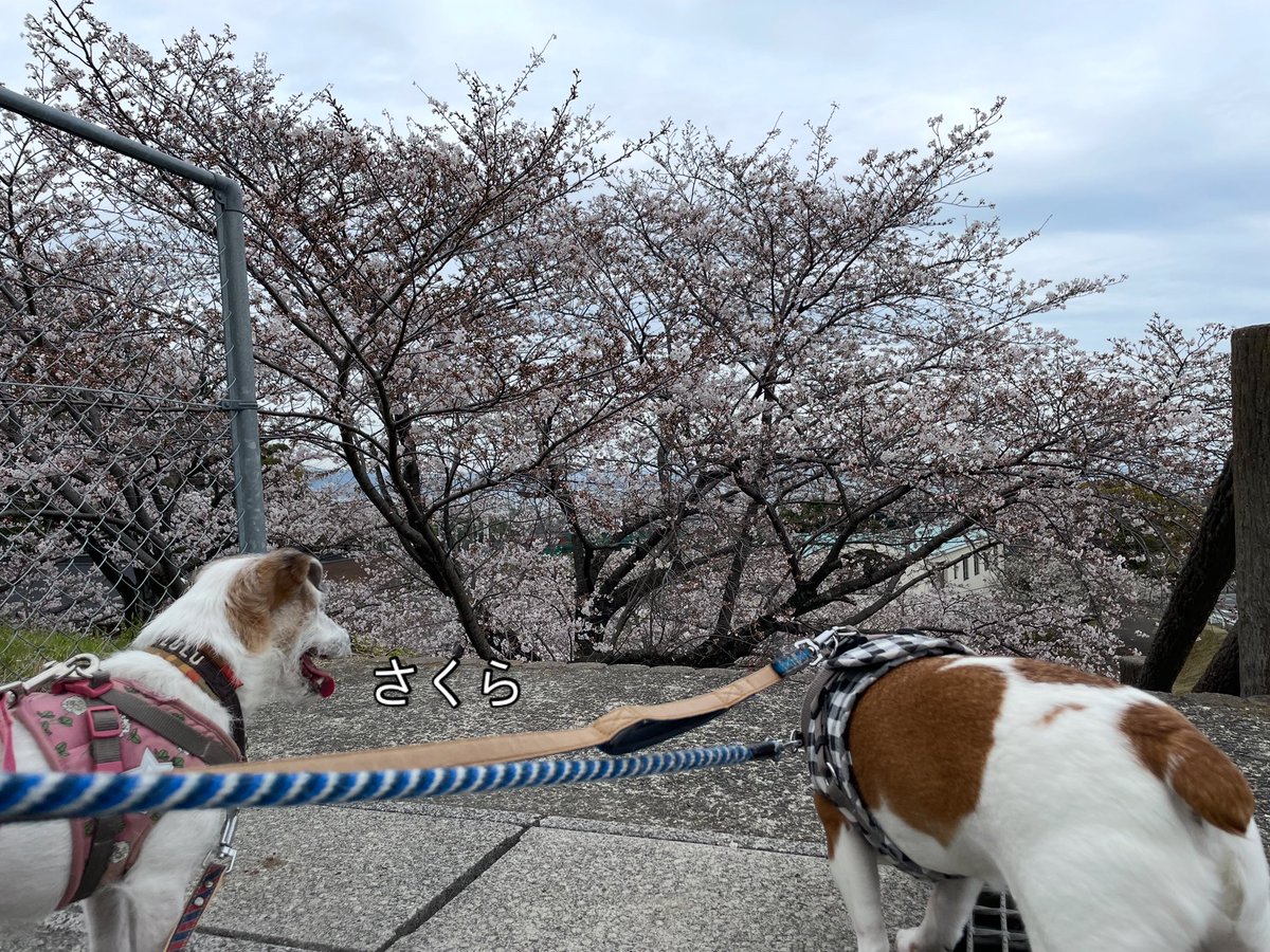 Kenji Itai @ Attreboot tweet media
