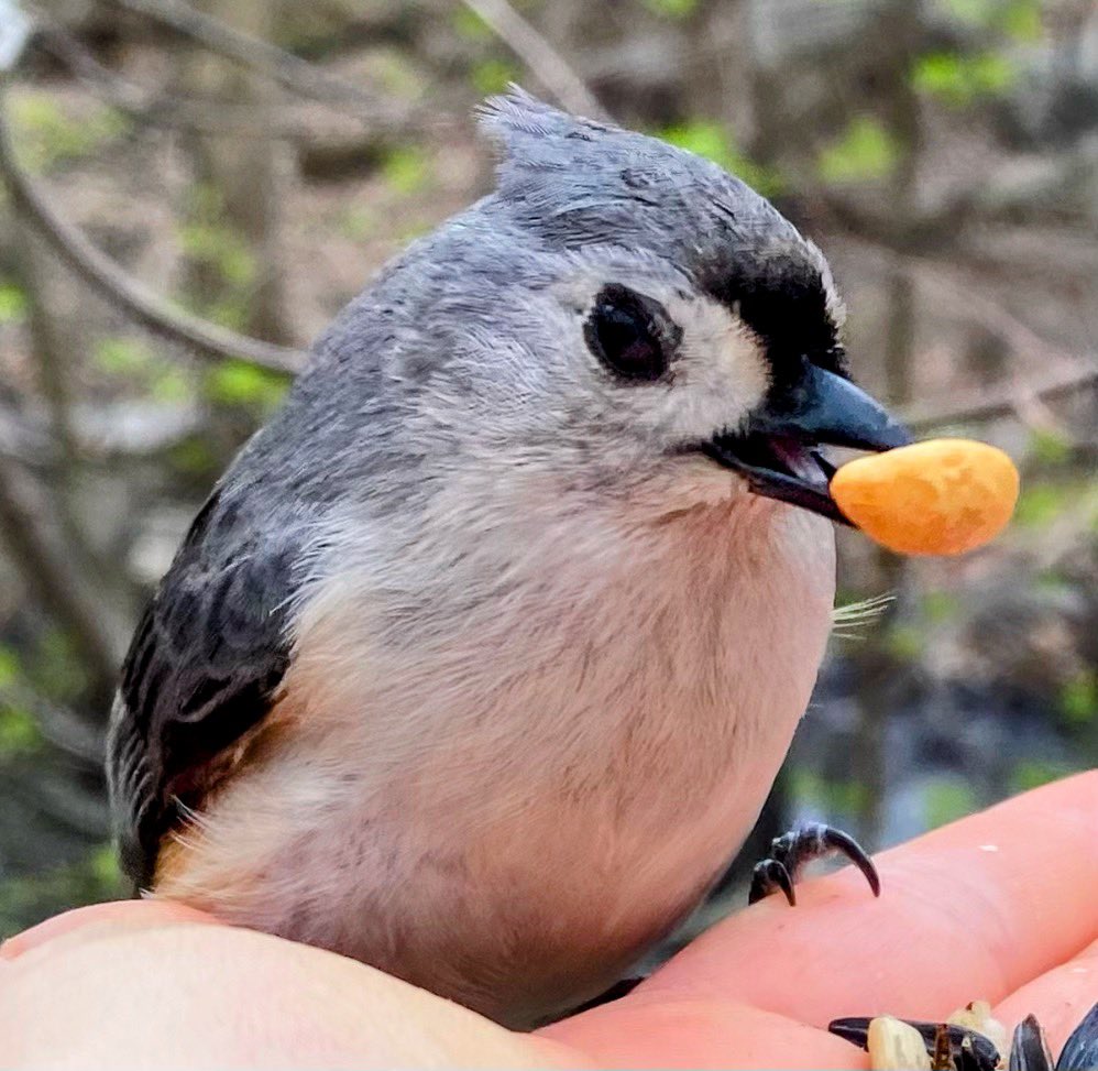 Ileen aka sixth year bird watcher tweet media