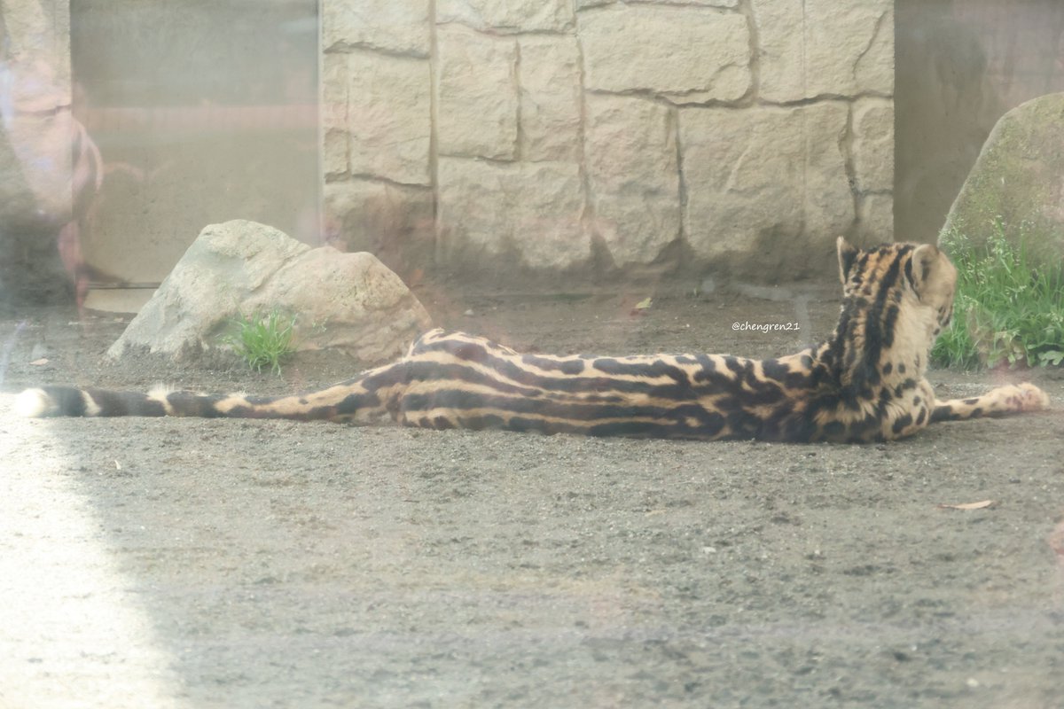 Cheng-Ren🦊🐺 tweet media