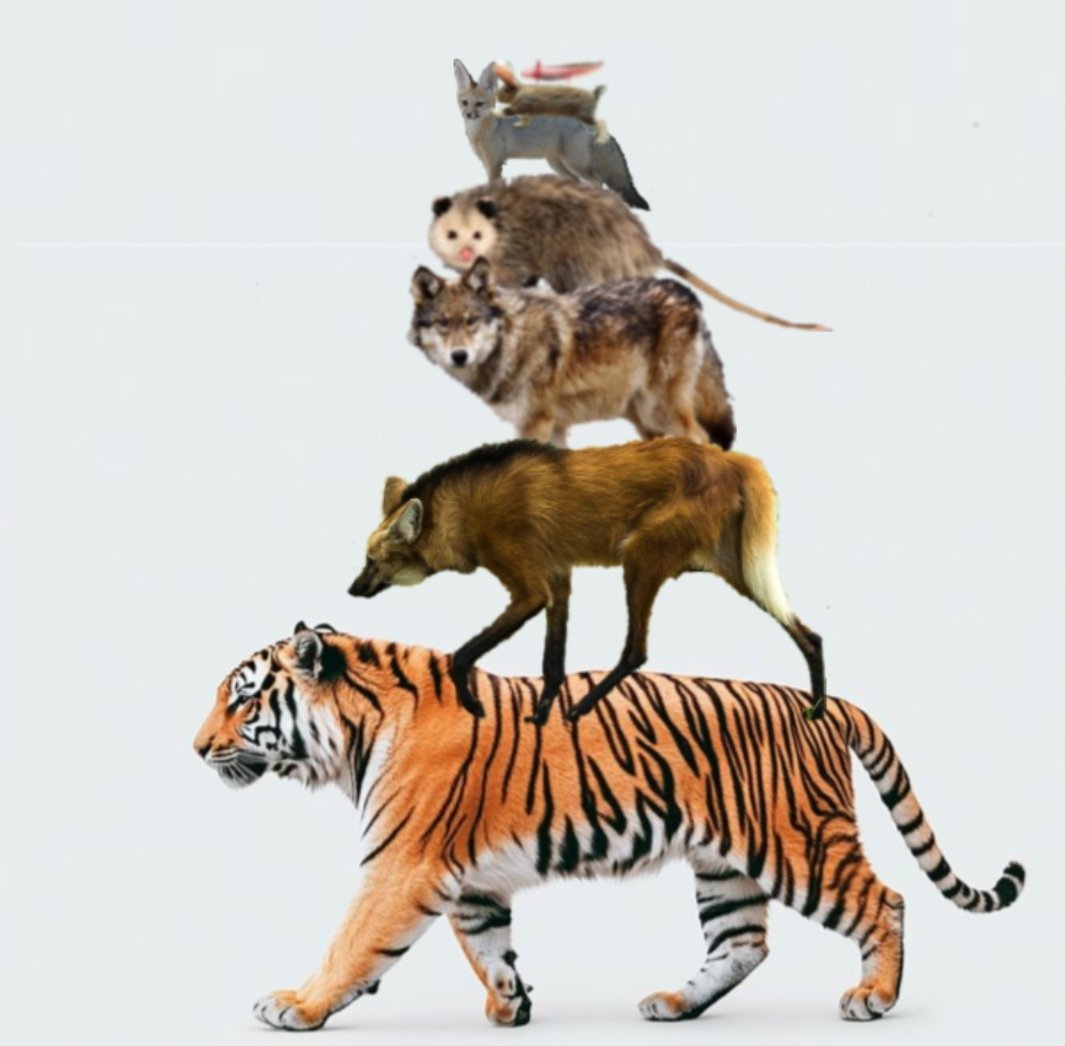 ☆Kₒᵤ𝘴ᵤ𝐩ₑᵢ🦦☆ tweet media