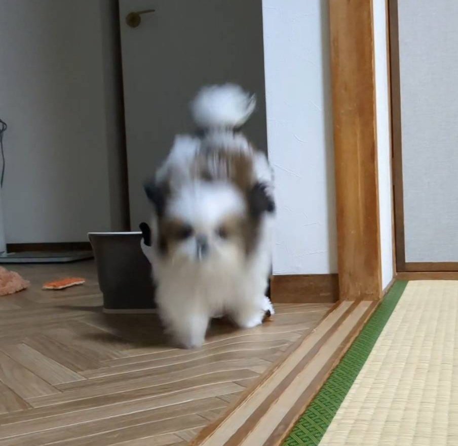 シーズーのズシ tweet media