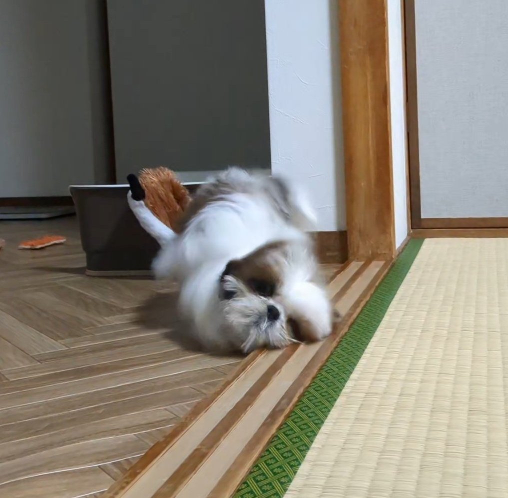 シーズーのズシ tweet media