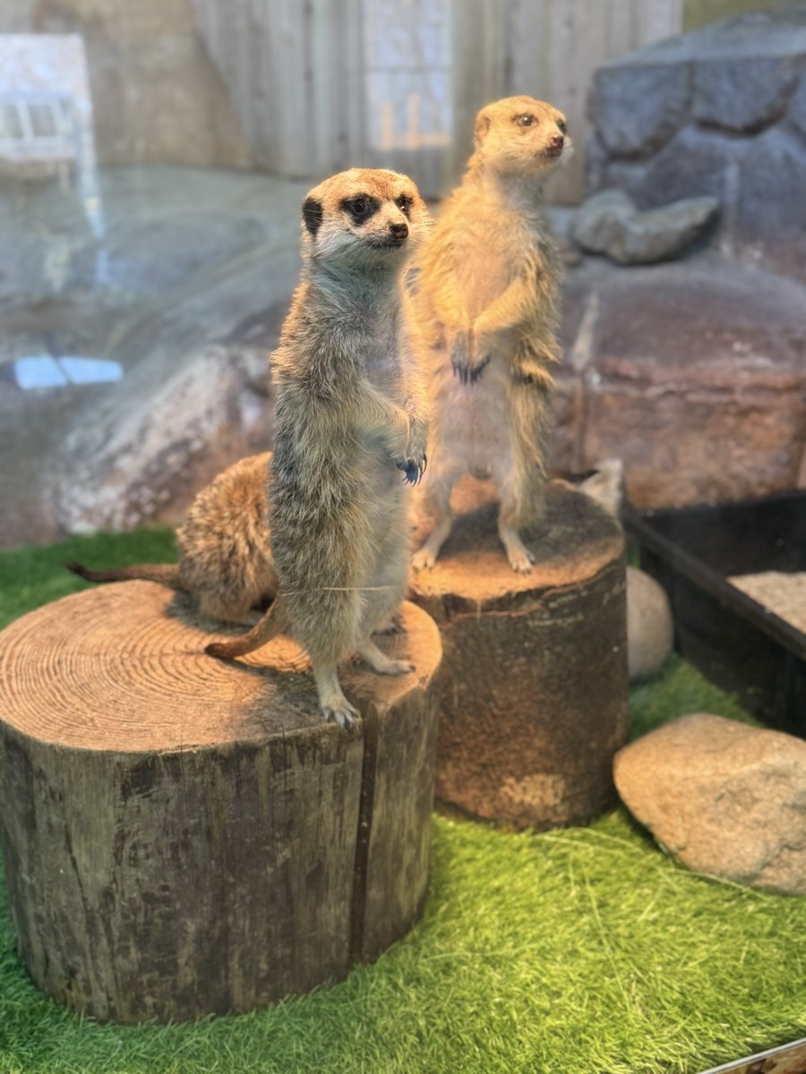 |ω・)オオヌマ tweet media